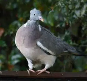 Pigeon-toed